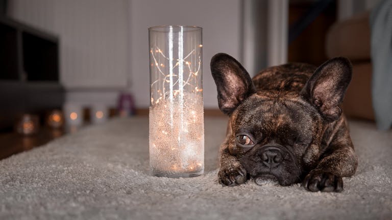 Yoda ๐น๐ฏ๏ธ