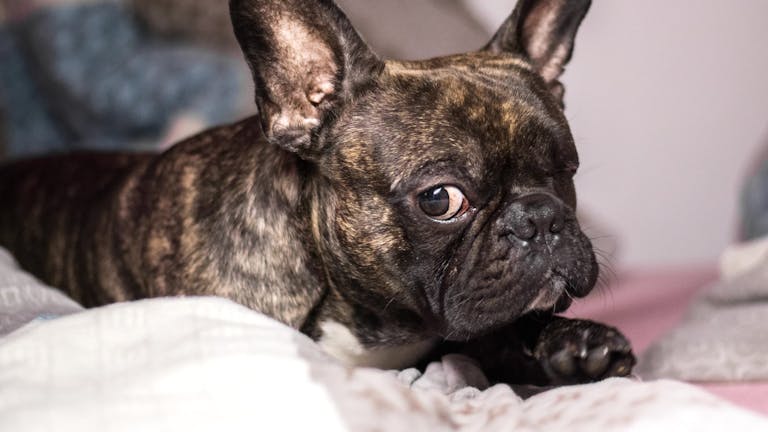 Yoda ๐น๐ฏ๏ธ